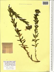 Linum hypericifolium Salisb., Caucasus, Krasnodar Krai & Adygea (K1a) (Russia)