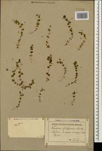 Veronica filiformis Sm., Caucasus, Krasnodar Krai & Adygea (K1a) (Russia)