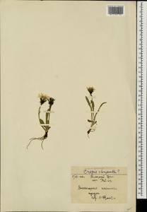 Crepis chrysantha (Ledeb.) Turcz., Siberia, Western Siberia (S1) (Russia)