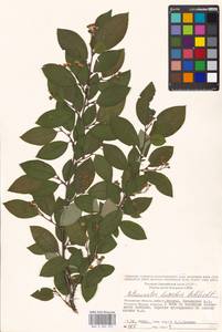 Cotoneaster acutifolius Turcz., Eastern Europe, Moscow region (E4a) (Russia)