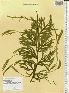 Lycopodium clavatum L., Eastern Europe, Volga-Kama region (E7) (Russia)