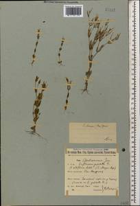 Centaurium pulchellum var. meyeri (Bunge) Omer, Caucasus, North Ossetia, Ingushetia & Chechnya (K1c) (Russia)