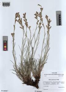 KUZ 004 076, Silene jeniseensis Willd., Siberia, Altai & Sayany Mountains (S2) (Russia)