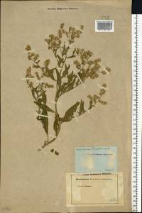 Lepidium latifolium L., Eastern Europe, Central forest-and-steppe region (E6) (Russia)