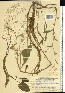 Rorippa amphibia (L.) Besser, Eastern Europe, Middle Volga region (E8) (Russia)