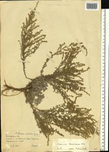 Artemisia lercheana Weber ex Stechm., Eastern Europe, Lower Volga region (E9) (Russia)