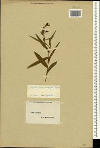 Cephalanthera longifolia (L.) Fritsch, Crimea (KRYM) (Russia)