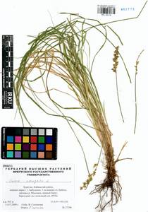 Carex elongata L., Siberia, Baikal & Transbaikal region (S4) (Russia)