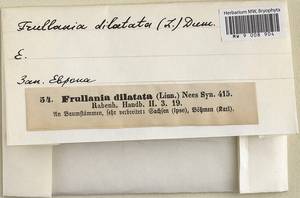 Frullania dilatata (L.) Dumort., Bryophytes, Bryophytes - Western Europe (BEu)