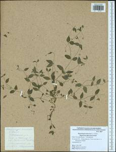 Moehringia trinervia (L.) Clairv., Eastern Europe, Central region (E4) (Russia)