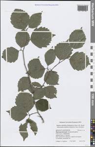 Sorbus alnifolia (Siebold & Zucc.) K. Koch, Siberia, Russian Far East (S6) (Russia)