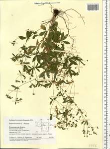 Potentilla erecta (L.) Raeusch., Eastern Europe, Central region (E4) (Russia)