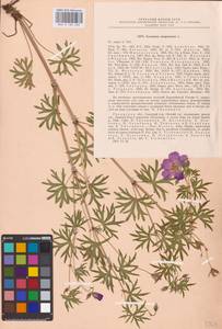 Geranium sanguineum L., Eastern Europe, Central region (E4) (Russia)