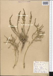 Nitrosalsola laricina (Pall.) Theodorova, Middle Asia, Caspian Ustyurt & Northern Aralia (M8) (Kazakhstan)