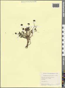 Heracleum graveolens C.A.Mey., Caucasus, Dagestan (K2) (Russia)