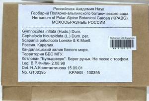 Gymnocolea inflata (Huds.) Dumort., Bryophytes, Bryophytes - Karelia, Leningrad & Murmansk Oblasts (B4) (Russia)