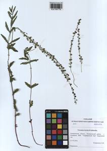 Veronica krylovii Schischk., Siberia, Altai & Sayany Mountains (S2) (Russia)