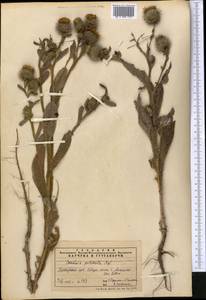 Cousinia pulchella Bunge, Middle Asia, Pamir & Pamiro-Alai (M2)