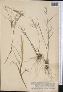 Gouinia paraguayensis (Kuntze) Parodi, America (AMER) (Argentina)