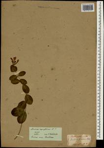 Lonicera caprifolium L., South Asia, South Asia (Asia outside ex-Soviet states and Mongolia) (ASIA) (Japan)