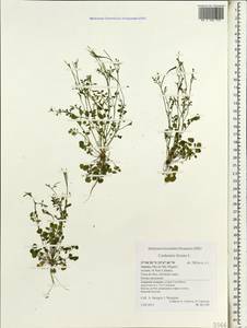 Cardamine hirsuta L., Africa (AFR) (Portugal)