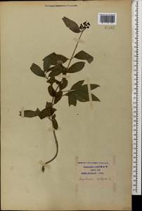 Ligustrum vulgare L., Caucasus, Krasnodar Krai & Adygea (K1a) (Russia)