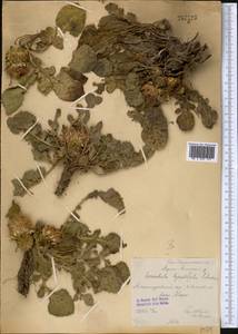 Klasea lyratifolia (Schrenk) L. Martins, Middle Asia, Northern & Central Tian Shan (M4) (Kazakhstan)