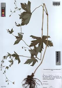 KUZ 000 220, Geranium albiflorum Ledeb., Siberia, Altai & Sayany Mountains (S2) (Russia)