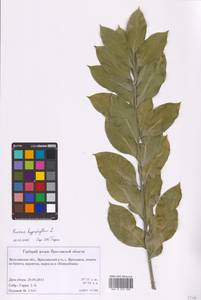 Ruscus hypophyllum L., Eastern Europe, Central forest region (E5) (Russia)