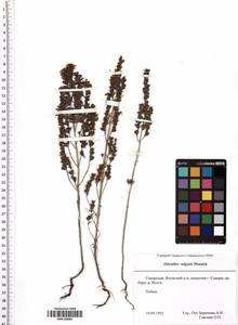 Odontites vulgaris Moench, Eastern Europe, Middle Volga region (E8) (Russia)