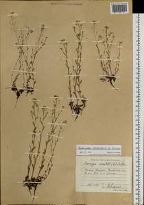 Eutrema botschantzevii (D. German) Al-Shehbaz & S.I. Warwick, Eastern Europe, Eastern region (E10) (Russia)