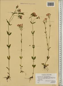 Centaurium erythraea, Eastern Europe, Central forest-and-steppe region (E6) (Russia)