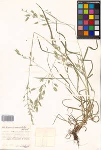 Bromus commutatus Schrad., Eastern Europe, Moscow region (E4a) (Russia)