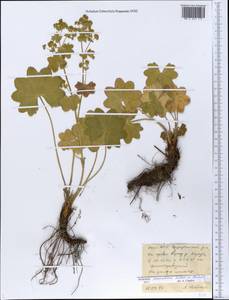 Alchemilla samuelssonii Rothm. ex S. E. Fröhner, Eastern Europe, Northern region (E1) (Russia)