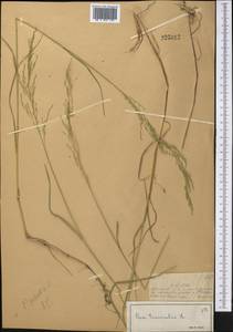 Poa palustris L., Middle Asia, Dzungarian Alatau & Tarbagatai (M5) (Kazakhstan)