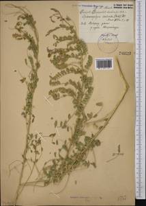 Sphaerophysa salsula (Pall.)DC., Middle Asia, Pamir & Pamiro-Alai (M2) (Uzbekistan)