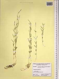 Epilobium palustre L., Siberia, Central Siberia (S3) (Russia)