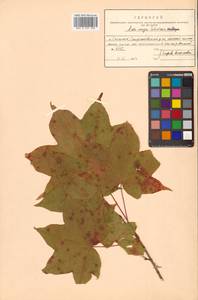 Acer pictum subsp. mayrii (Schwer.) H.Ohashi, Siberia, Russian Far East (S6) (Russia)