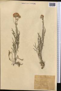 Jurinea polyclonos DC., Middle Asia, Northern & Central Kazakhstan (M10) (Kazakhstan)