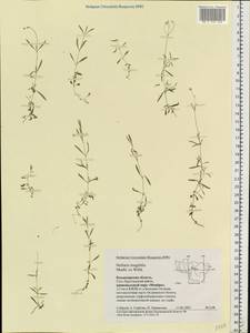 Stellaria longifolia (Regel) Muhl. ex Willd., Eastern Europe, Central region (E4) (Russia)