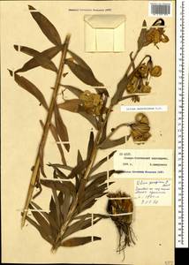 Lilium monadelphum M.Bieb., Caucasus, North Ossetia, Ingushetia & Chechnya (K1c) (Russia)
