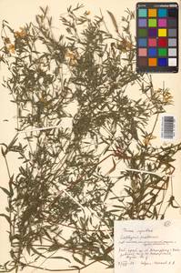 Lathyrus pratensis L., Siberia, Russian Far East (S6) (Russia)