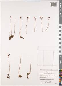 Saxifraga bronchialis, Siberia, Western Siberia (S1) (Russia)