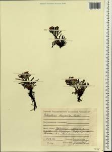 Pedicularis lanata subsp. dasyantha (Hadac) Hultén, Siberia, Central Siberia (S3) (Russia)