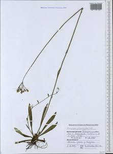 Pilosella piloselloides subsp. piloselloides, Caucasus, Black Sea Shore (from Novorossiysk to Adler) (K3) (Russia)