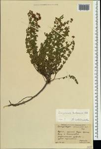 Dorycnium pentaphyllum subsp. herbaceum (Vill.)Rouy, Crimea (KRYM) (Russia)