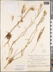 Erysimum cheiranthoides L., Siberia, Yakutia (S5) (Russia)