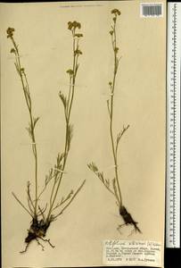 Filifolium sibiricum (L.) Kitam., Mongolia (MONG) (Mongolia)