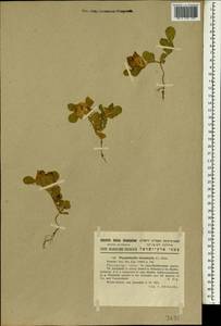 Tripodion tetraphyllum (L.)Fourr., South Asia, South Asia (Asia outside ex-Soviet states and Mongolia) (ASIA) (Israel)