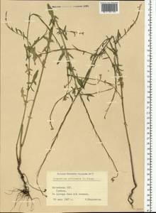 Sisymbrium officinale (L.) Scop., Eastern Europe, Latvia (E2b) (Latvia)